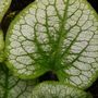 Brunnera macrophylla