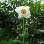 Meconopsis betonicifolia 'Alba' (Meconopsis betonicifolia)