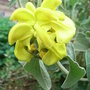 Phlomis fruticosa (Phlomis fruticosa)
