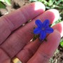 Lithodora diffusa