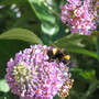 Img_6090