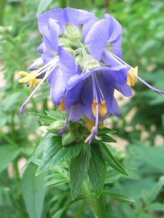 Polemonium caeruleum (Polemonium caeruleum (Jacob's ladder))