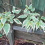 Stachyurus__magpie__-_foliage