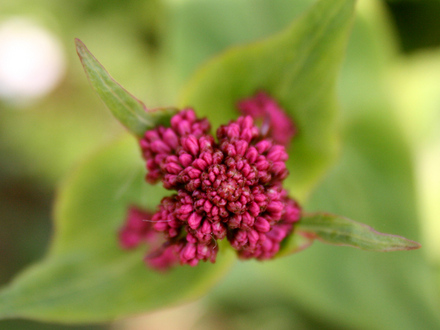 A garden flower photo