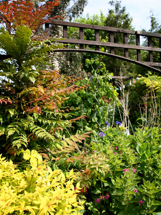 my back garden