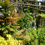 my back garden