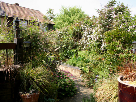 my back garden