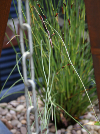 A garden flower photo