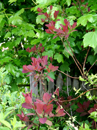 my back garden
