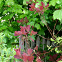 my back garden