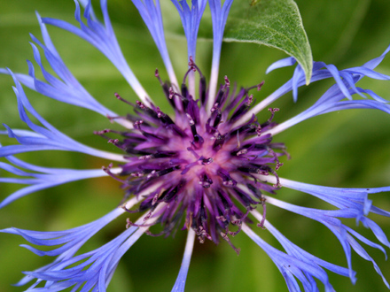 A garden flower photo