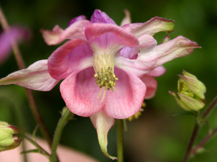 A garden flower photo