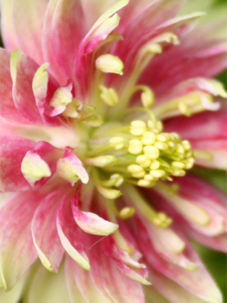 A garden flower photo (aquilegia norah barlow)