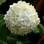 A garden flower photo
