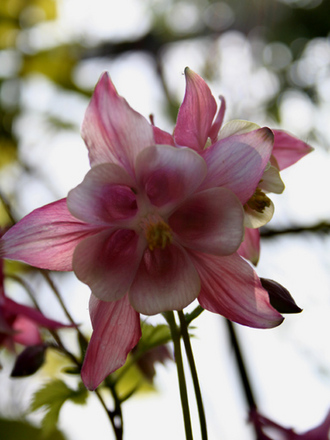 A garden flower photo