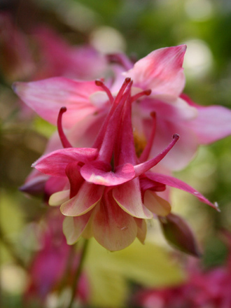 A garden flower photo