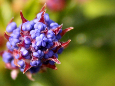 A garden flower photo (ceanothus)
