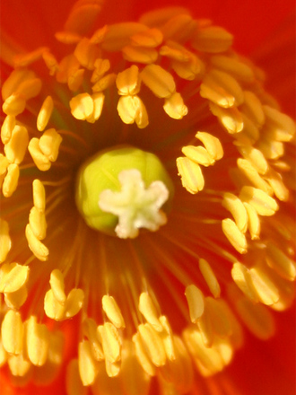 A garden flower photo