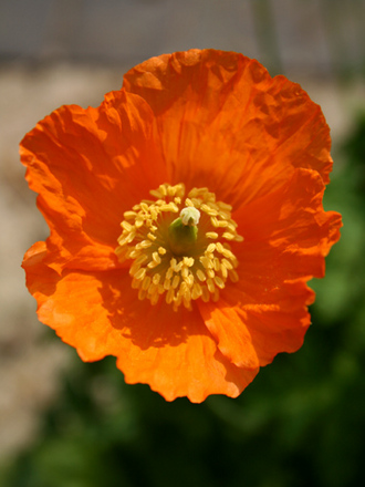 A garden flower photo