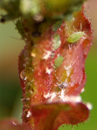 A garden flower photo