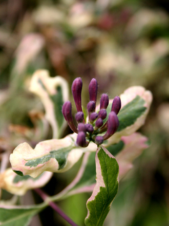 A garden flower photo
