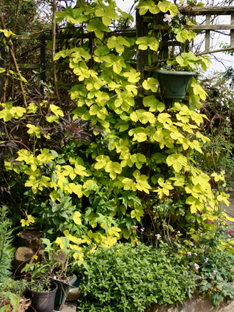 my back garden