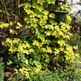 my back garden