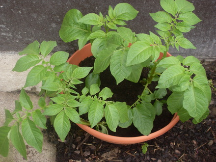 potatoes