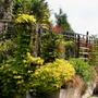 my back garden