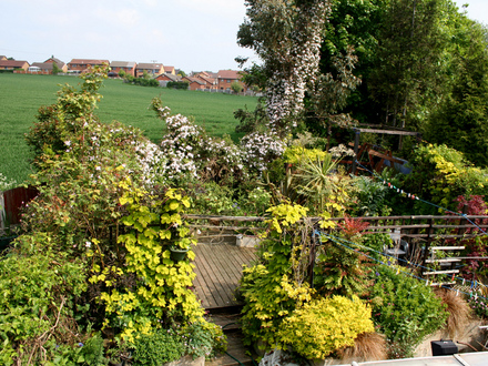 my back garden