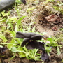 Viola_molly_sanderson_vistabilepondrockery14