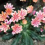 Lewisia cotyledon
