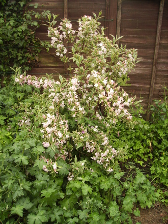 Variegated Weigela Vistabile Pond Border 05.08 (Weigela florida variegata (Vistabile))