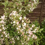 Vistabilepondbordervariegatedweigela27