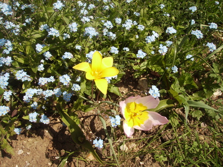 Lily Flowered Tulip with Forget-Me-Nots Vistabile Front Garden 05.08 (Tulipa - Lily flowered)