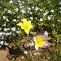 Lily Flowered Tulip with Forget-Me-Nots Vistabile Front Garden 05.08 (Tulipa - Lily flowered)