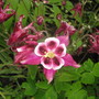 Dovepond7