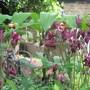 Solomons seal and Aquilegia
