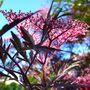 Dramatic foliage provided by Sambucus nigra 'Black lace'. (Sambucus nigra)