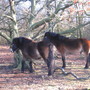 Exmoor Ponies in my favourite garden - Sutton Park