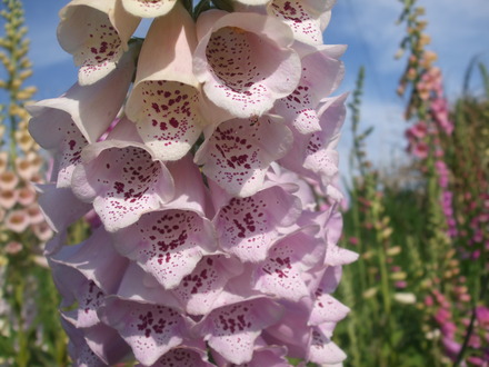 foxglove (Digitalis)