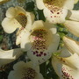 Dscf0814