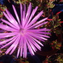 lampranthus (lampranthus double lilac)