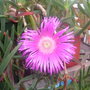 Carpobrotus edulis