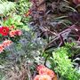 Dahlias_and_canna_near_pond_060