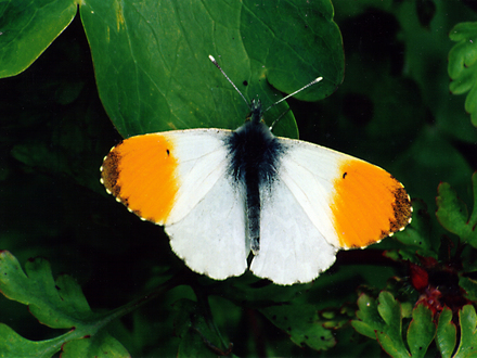 Orange Tip Butterfly