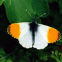 Orange_tip_copy