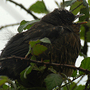 Blackbird fledgling