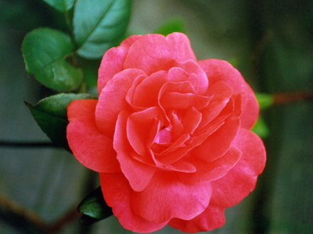 Rose unknown