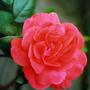 Rose_unknown